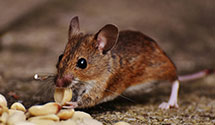 24 Hour & Emergency Exterminators in Sedgefield, NC